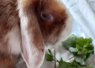 Zazzy