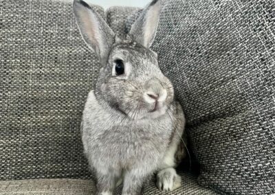 Ori