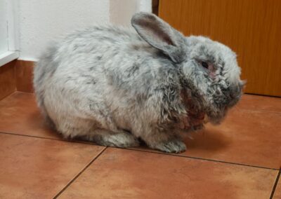 Vašík