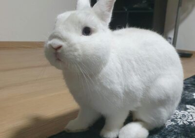 Lupínek